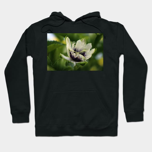 Passion Flower Budding Closeup Hoodie by ButterflyInTheAttic